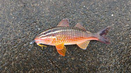 御前崎港でデイメバリング